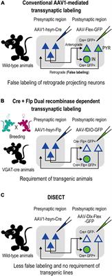 Anatomical identification of a corticocortical top-down recipient inhibitory circuitry by enhancer-restricted transsynaptic tracing